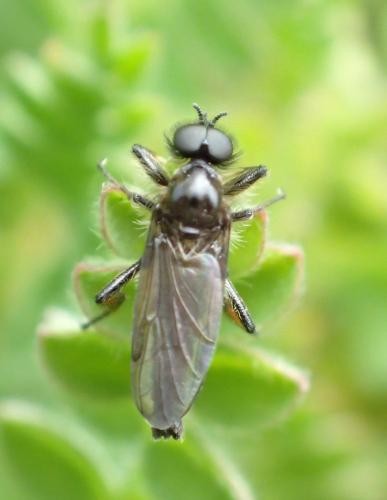 Réf. 252 855 : Bibio lanigerus